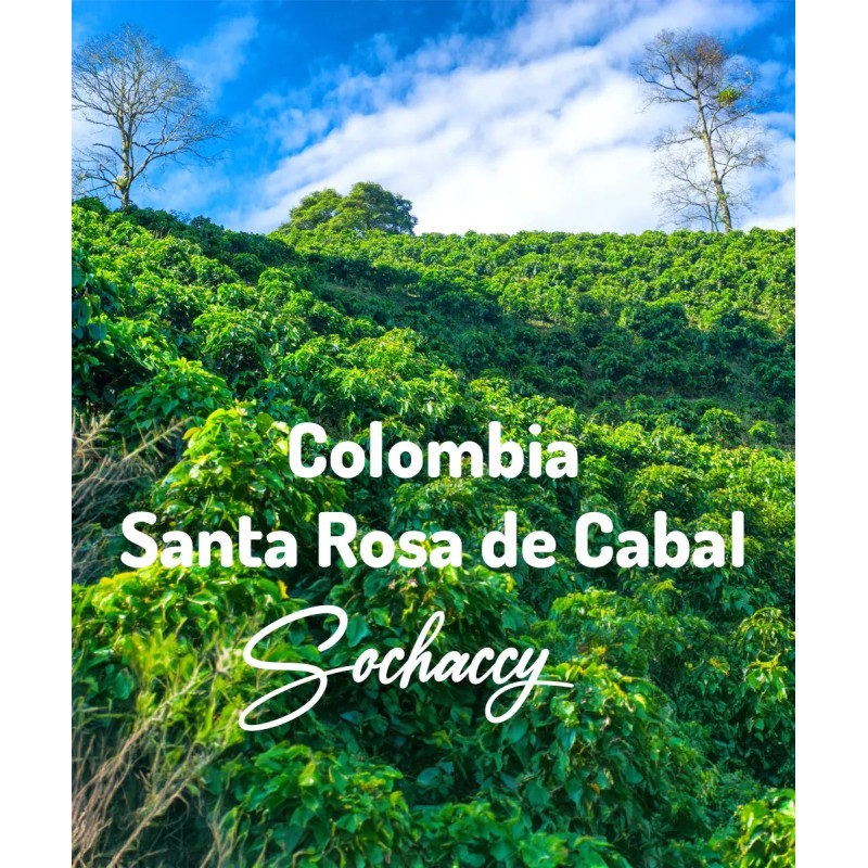 Colombia Santa Rosa de Cabal | Freshly Roasted Arabica | Coffee Bean Coffee Colombia | Sochaccy.Co |