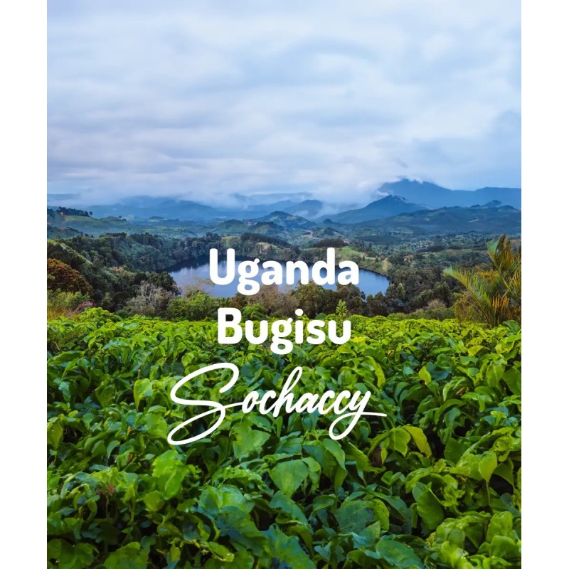 Kawa Uganda Bugisu | Świeżo Palona Arabica | Kawa Ziarnista | Sochaccy.Co |Uganda