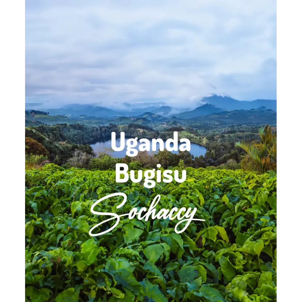 Kawa Uganda Bugisu Świeżo Palona Arabica Rzemieślnicza Kawa Ziarnista