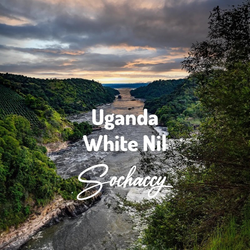 Kawa Uganda White Nil | Świeżo Palona Arabica | Kawa Ziarnista | Sochaccy.Co |Uganda