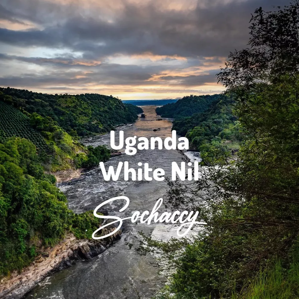Kawa Uganda White Nil Świeżo Palona Arabica Kawa Ziarnista