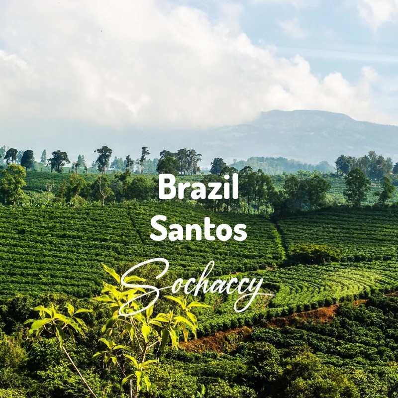 Kawa Brazylia Santos | Świeżo Palona Arabica | Kawa Ziarnista | Sochaccy.Co |Brazylia