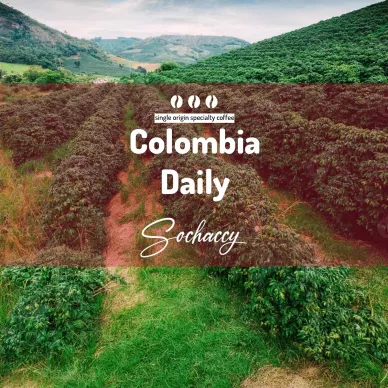 Kawa Kolumbia Daily Świeżo Palona Arabica Kawa Ziarnista