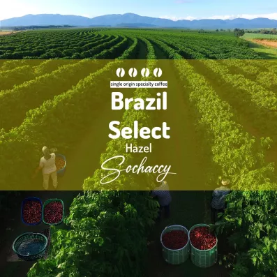 Brazylia Select Hazel Kawa Ziarnista Palarnia Kawy Sochaccy