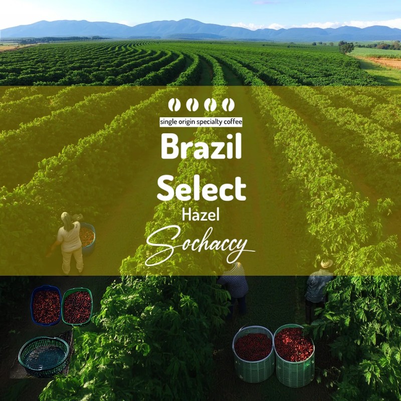 Brazil Select Hazel | Coffee Bean | Sochaccy Coffee Roastery Coffee Select | Sochaccy.Co |