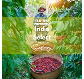 India Select Plantation | Whole Bean Coffee | Sochaccy Coffee Roastery Coffee Select | Sochaccy.Co |