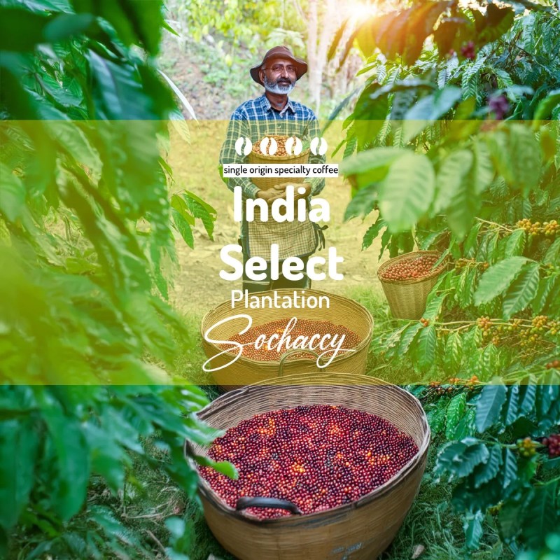 India Select Plantation | Whole Bean Coffee | Sochaccy Coffee Roastery Coffee Select | Sochaccy.Co |