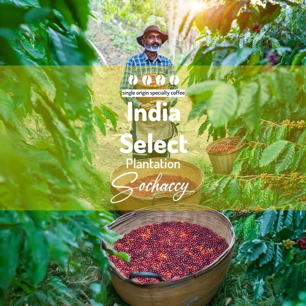 Kawa Indie Select Plantation Kawa Ziarnista Palarnia Kawy Sochaccy