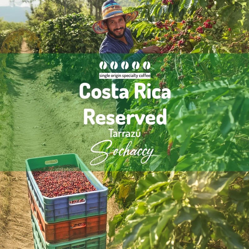 Costa Rica Reserved Tarrazú | Whole Bean Coffee | Sochaccy Coffee Roastery Coffee Reserved | Sochaccy.Co |