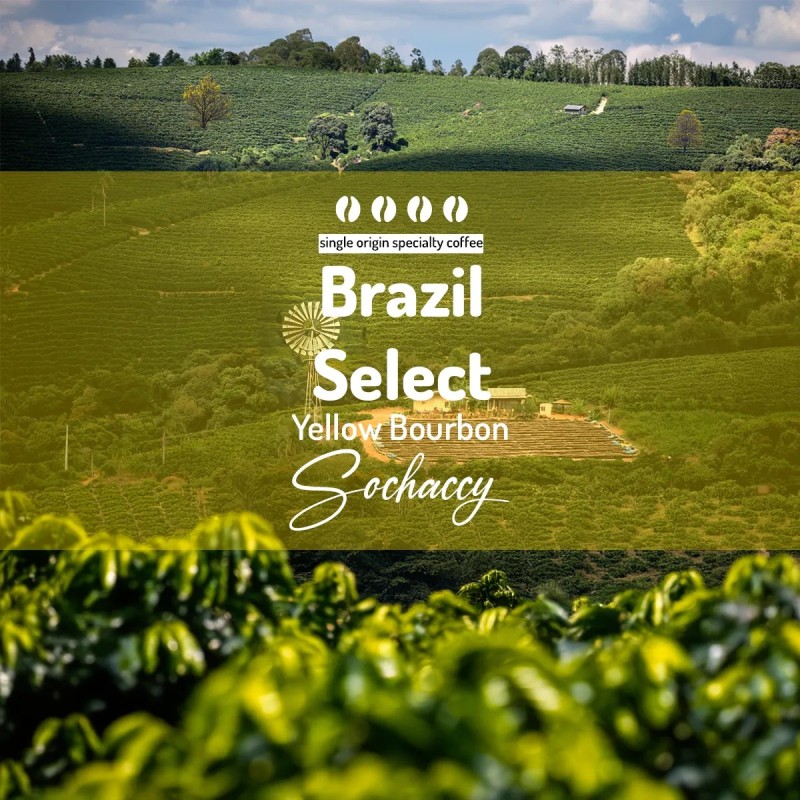 Brazil Select Yellow Bourbon | Bean Coffee | Sochaccy Coffee Roasters Coffee Select | Sochaccy.Co |