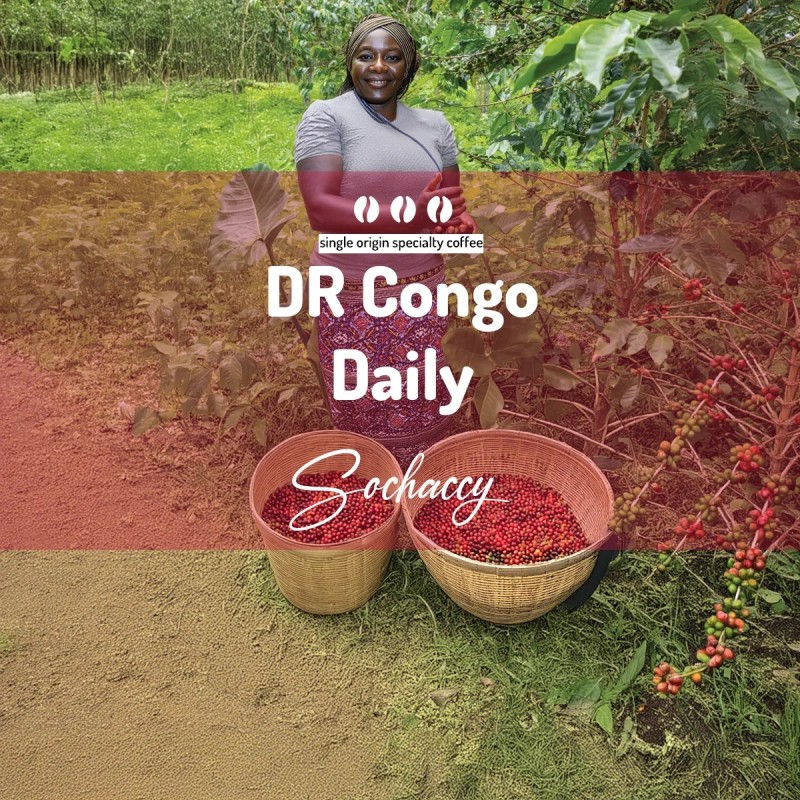 Congo Daily | Bean Coffee | Sochaccy Coffee Roastery Coffee Daily | Sochaccy.Co |