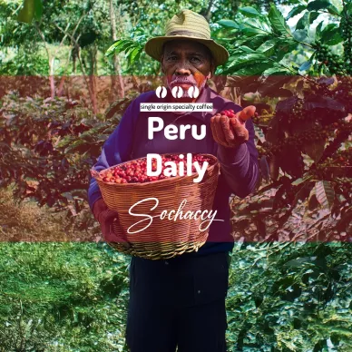 Peru Daily | Kawa Ziarnista | Palarnia Kawy Sochaccy