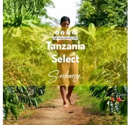 Kawy Tanzania | Sochaccy.Co |