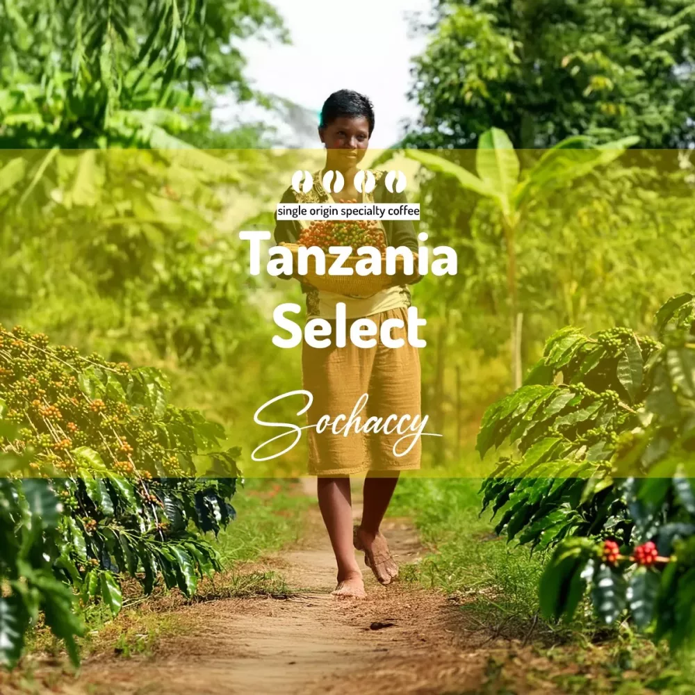 Tanzania Select Kawa Ziarnista Palarnia Kawy Sochaccy