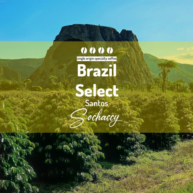 Brazil Select Santos| Freshly Roasted Arabica | Coffee Bean Coffee Select | Sochaccy.Co |