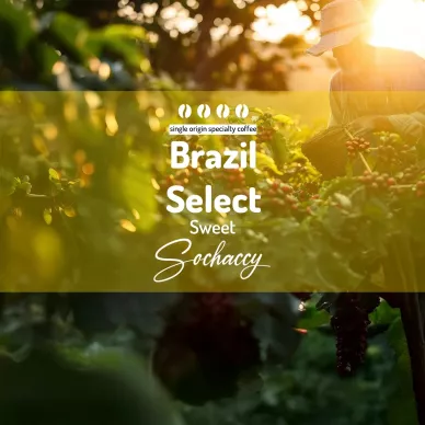 Brazylia Select Sweet | Kawa Ziarnista | Palarnia Kawy Sochaccy