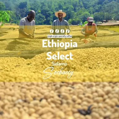 Etiopia Select Sidamo Kawa Ziarnista Palarnia Kawy Sochaccy