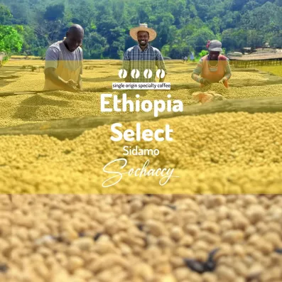 Etiopia Select Sidamo Kawa Ziarnista Palarnia Kawy Sochaccy