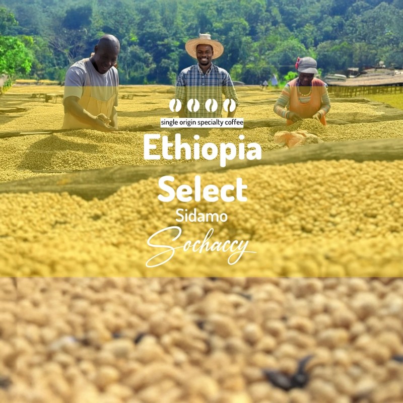 Kawa Etiopia Select Sidamo | Kawa Ziarnista | Palarnia Kawy Sochaccy | Sochaccy.Co |Strona główna