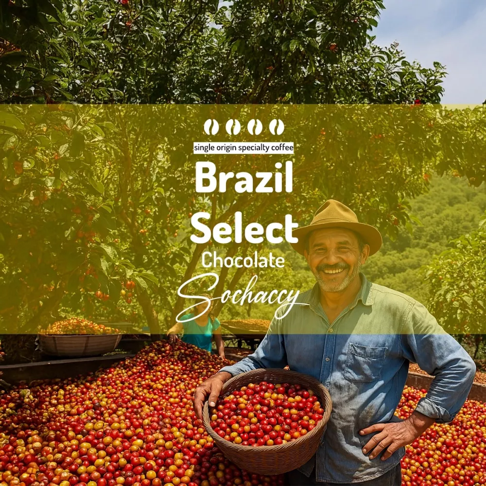 Brazylia Select Chocolate | Świeżo Palona Arabica | Kawa Ziarnista