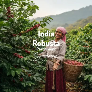 India Robusta Parchment – plantatorka na plantacji kawy, kosz dojrzałych wiśni | kawa świeżo palona Sochaccy
