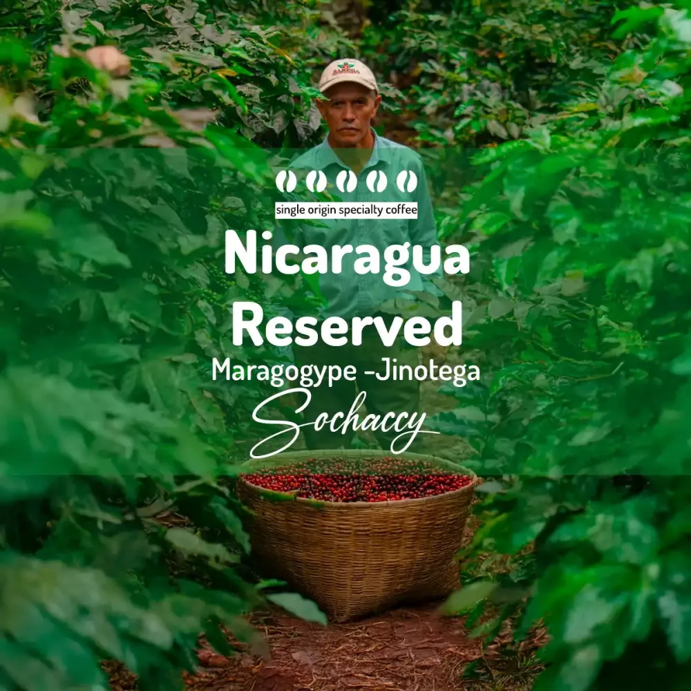 Nikaragua Reserved Jinotega-Maragogype – plantator z koszem wiśni kawy na plantacji | kawa świeżo palona