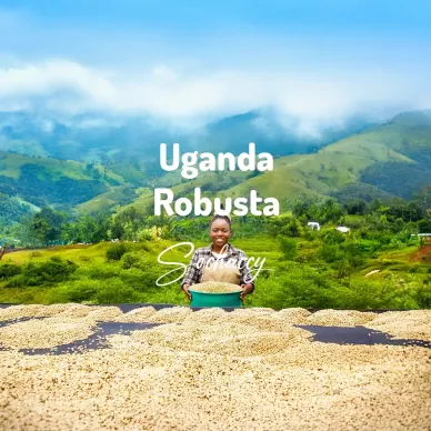 Uganda | Świeżo Palona Robusta | Kawa Ziarnista