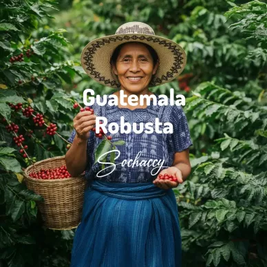 Guatemala Robusta – plantatorka z koszem czerwonych owoców kawowca na plantacji | kawa świeżo palona Sochaccy