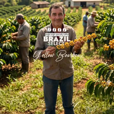 Brazylia Select Yellow Bourbon | Kawa Ziarnista | Palarnia Kawy Sochaccy