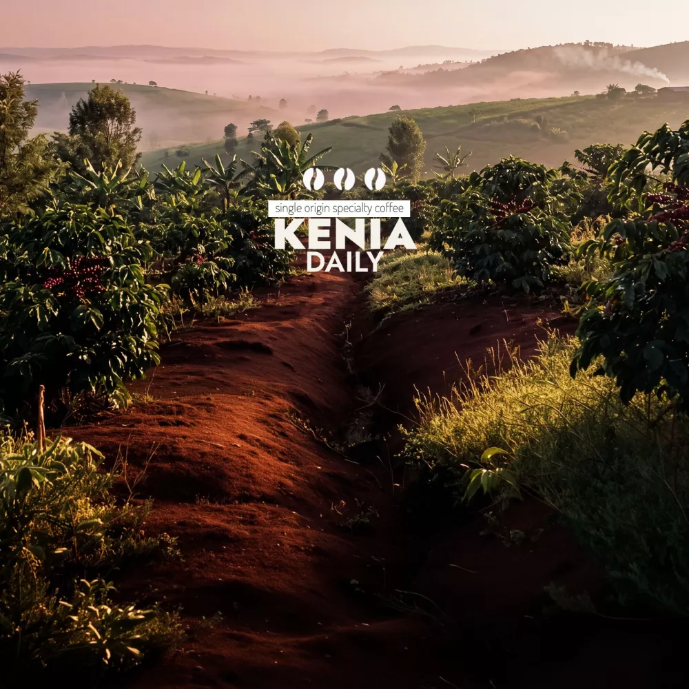 Kawa z Kenii Daily – washed, śliwka i kakao - Sochaccy.Co