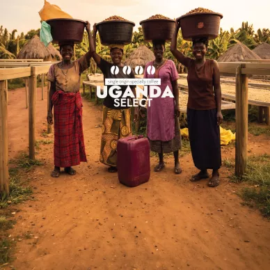 Uganda Select | Kawa Ziarni...
