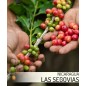 Nicaragua Talia Extra Las Segovias Coffee