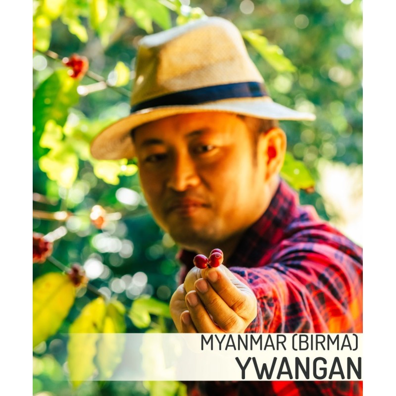 Myanmar Ywangan Coffee