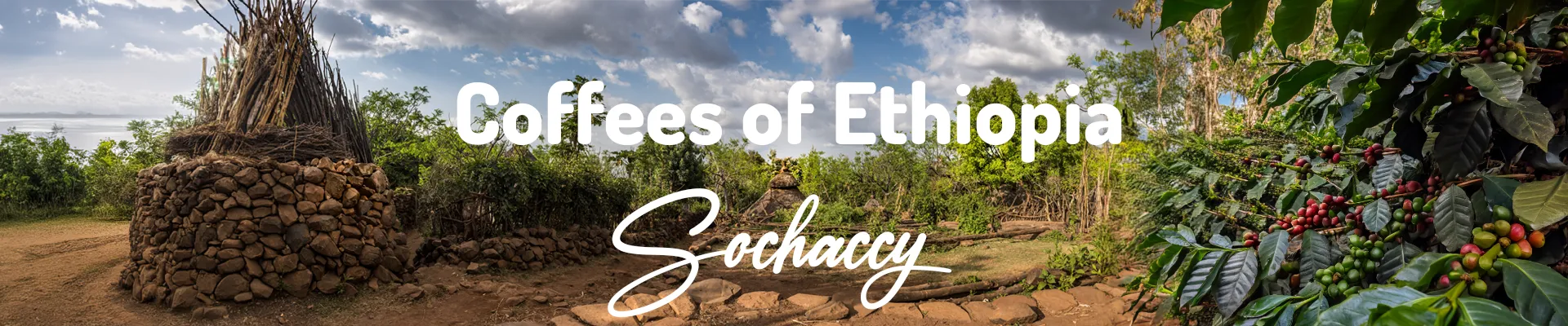 Coffees of Ethiopia