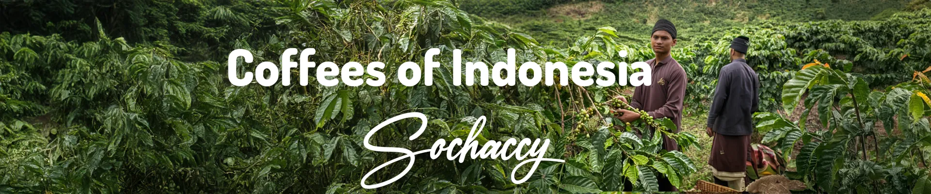 Kawa Indonezja