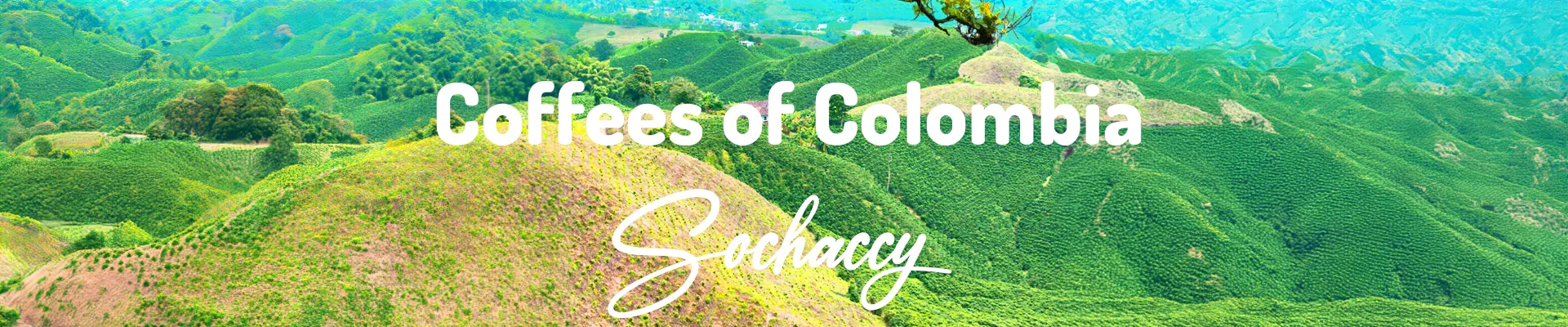 Coffees of Colombia