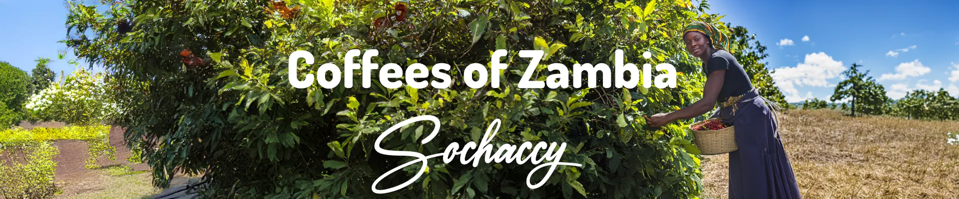 Plantacja Kawy Zambia