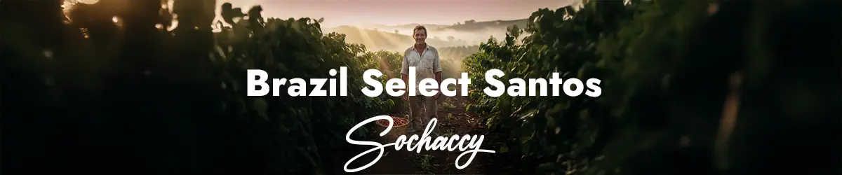 Kawa Brazylia Select Świeżo Palona Arabica Rzemieślnicza Kawa Ziarnista