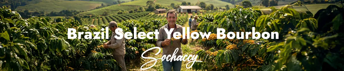 Brazylia Select Yellow Bourbon