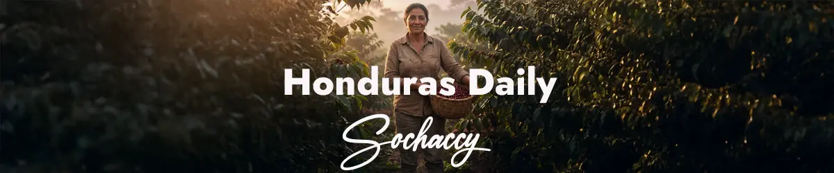 Kawa Honduras Daily Sochaccy