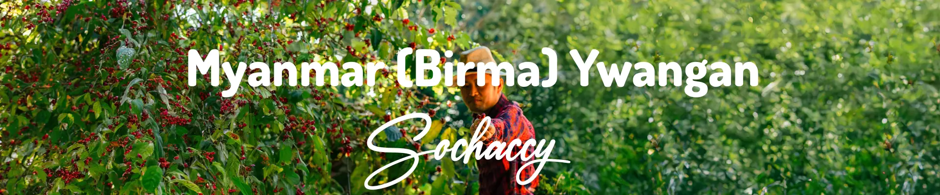 Myanmar (Birma) Ywangan Świeżo Palona Arabica Rzemieślnicza Kawa Ziarnista