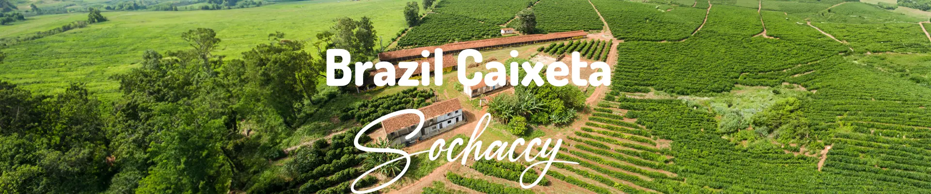Kawa Brazylia Caixeta plantacja
