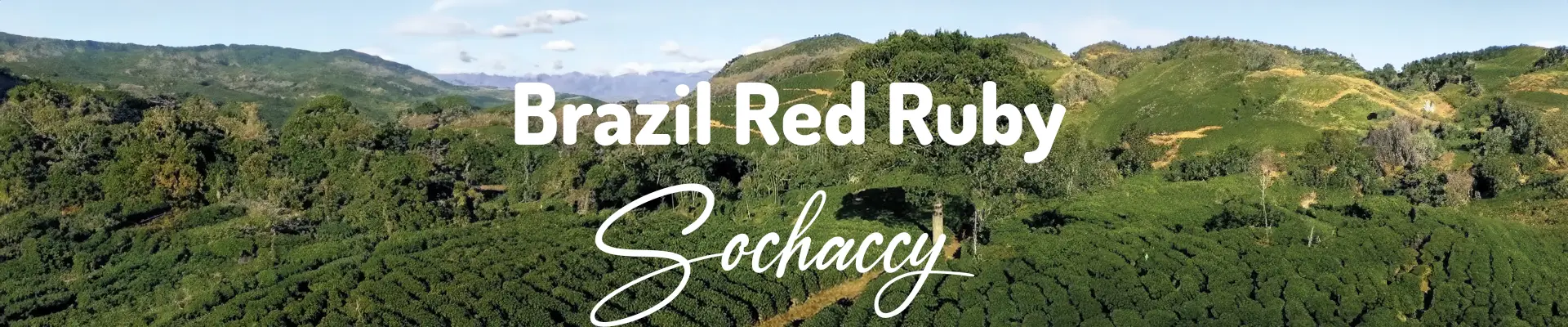 Kawa ziarnista Brazylia Red Ruby