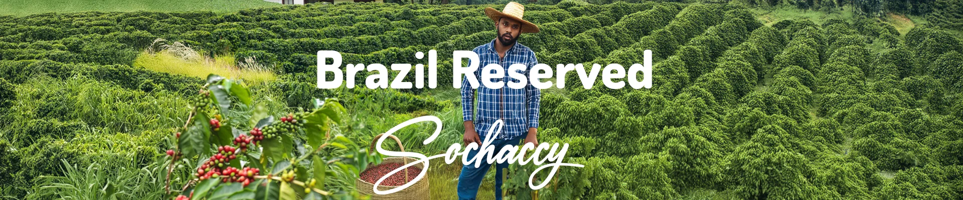 Brazylia Reserved Sochaccy