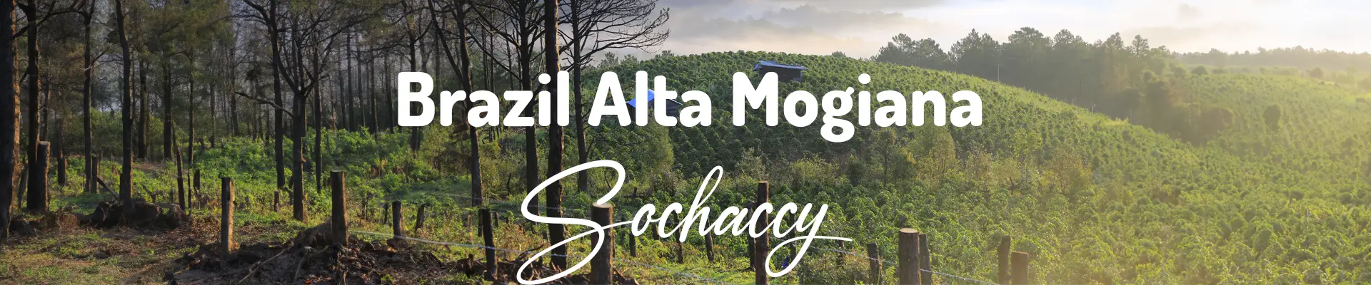 Plantacja Brazylia Alta Mogiana