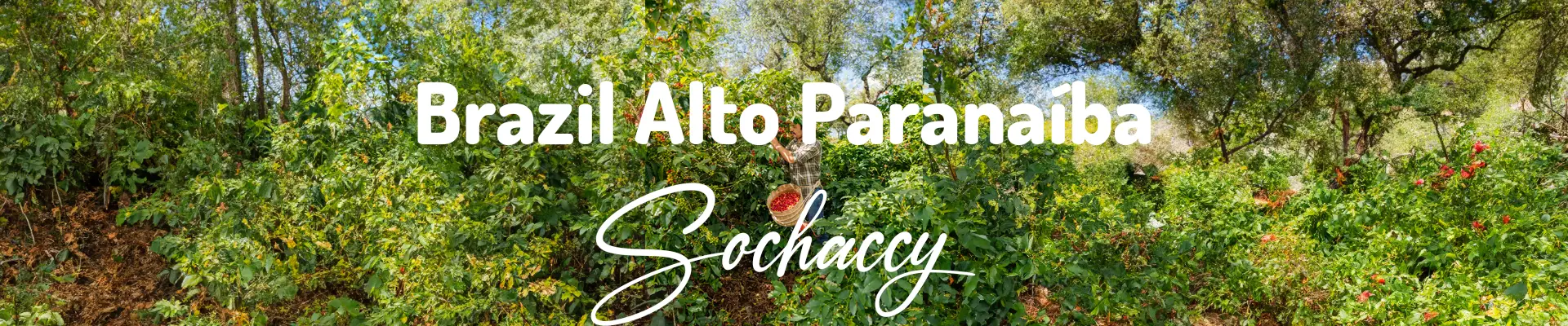 Kawa Brazylia Alto Paranaíba Świeżo Palona Arabica Kawa Ziarnista
