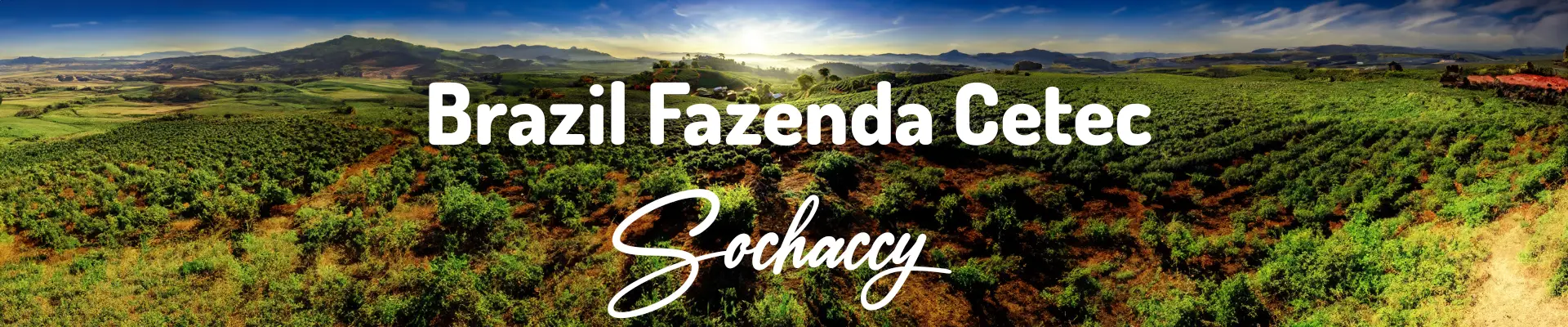 Kawa Brazylia Cetec Świeżo Palona Arabica Kawa Ziarnista Rzemieślnicza Palarnia Kawy