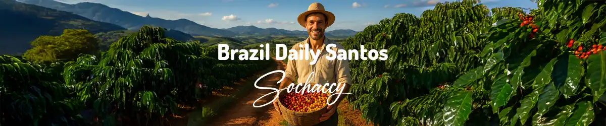 Kawa Brazylia Daily Santos