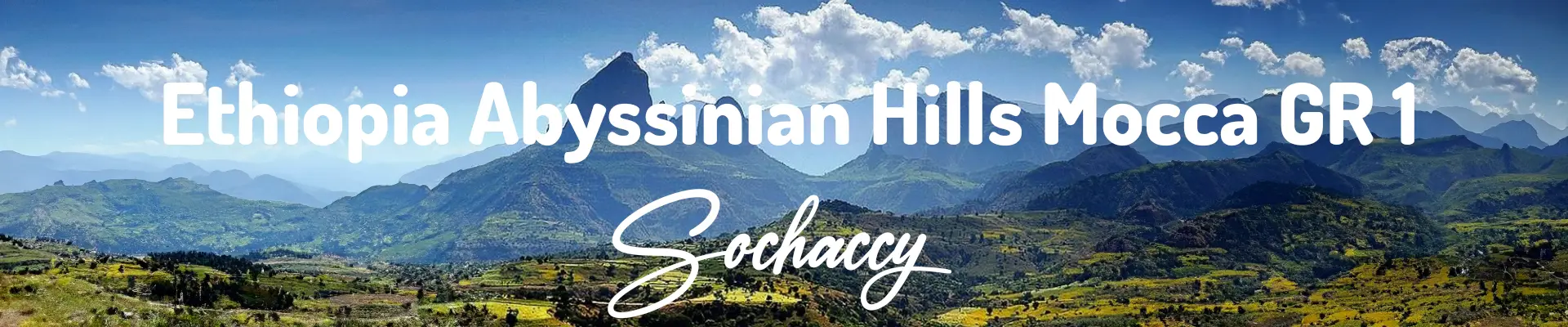 Plantacja kawy Etiopia Abisynia Hills
