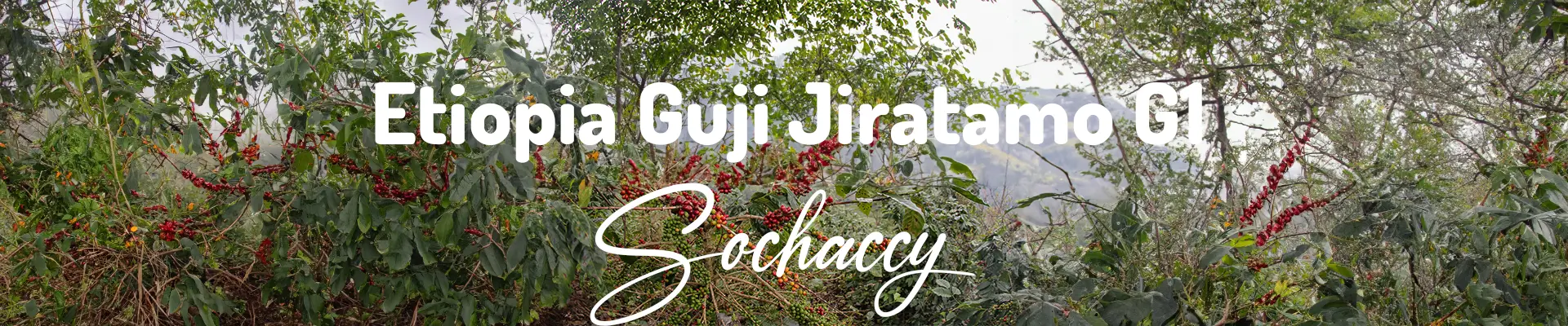 Kawa Etiopia Guji Jiratamo G1